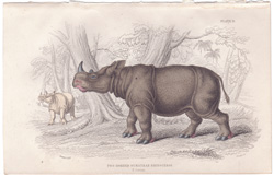 Plate 11 Two-Horned Sumatran Rhinoceros
